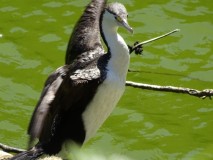 Des cormorans variés et un canard 