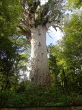 La forêt des Kauri